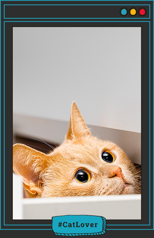  ¿Por qué mi gato parece sonreír?